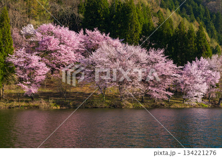 春の長野県大町市 桜の名所 中綱湖のオオヤマザクラ 春の長野県大町市 桜の名所 中綱湖のオオヤマザクラ 134221276