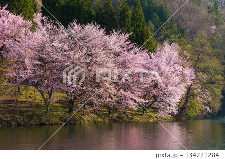 春の長野県大町市 桜の名所 中綱湖のオオヤマザクラ 春の長野県大町市 桜の名所 中綱湖のオオヤマザクラ 134221284