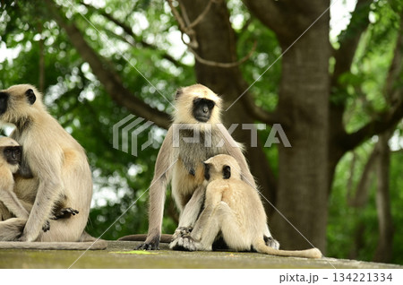 Black faced monkey,Hanuman Langur. Southern Plains Gray Langur at sitting on a floor in India. 134221334