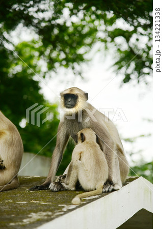 Black faced monkey,Hanuman Langur. Southern Plains Gray Langur at sitting on a floor in India. 134221338