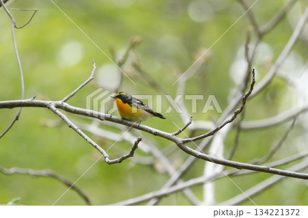 キビタキ　黄鶲　Ficedula narcissina　北海道野鳥 134221372