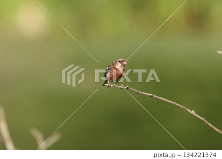 ベニマシコ 紅猿子 突厥雀 Carpodacus sibiricus 北海道野鳥 ベニマシコ 紅猿子 突厥雀 Carpodacus sibiricus 北海道野鳥 134221374