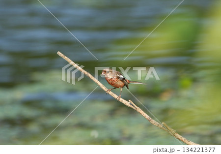 ベニマシコ 紅猿子 突厥雀 Carpodacus sibiricus 北海道野鳥 ベニマシコ 紅猿子 突厥雀 Carpodacus sibiricus 北海道野鳥 134221377