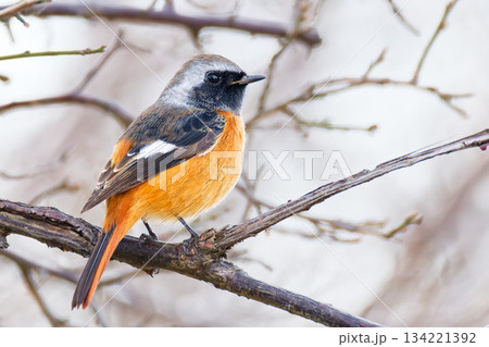 冬の鳥ジョウビタキの雄 134221392