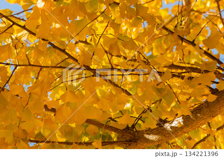 紅葉したイチョウ 134221396
