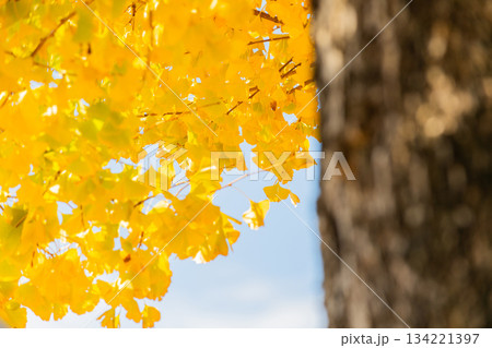 紅葉したイチョウ 紅葉したイチョウ 134221397