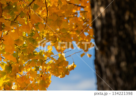 紅葉したイチョウ 紅葉したイチョウ 134221398