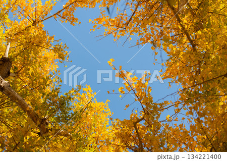 紅葉したイチョウ 134221400