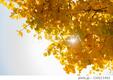 紅葉したイチョウ 134221401