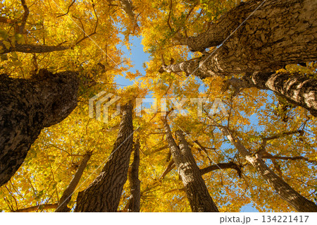 黄葉したイチョウの木 134221417