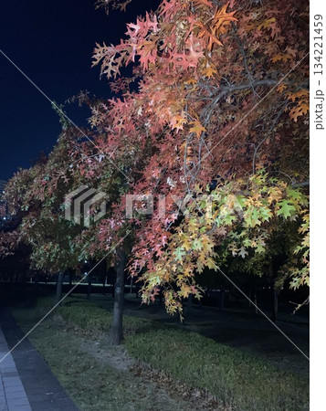 Autumn Foliage at Dusk 134221459