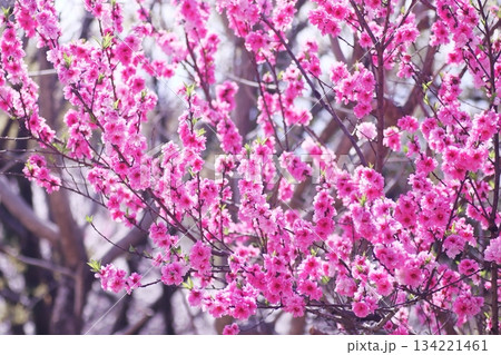 満開の美しい桃の花 満開の美しい桃の花 134221461