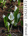 Skunk cabbage cluster 見頃を迎えた湿原の清流に咲く水芭蕉(ミズバショウ)の群生 134221472