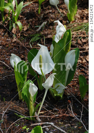 Skunk cabbage cluster 見頃を迎えた湿原の清流に咲く水芭蕉(ミズバショウ)の群生 134221472