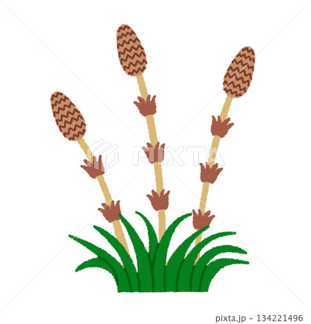 つくしのイラスト 134221496