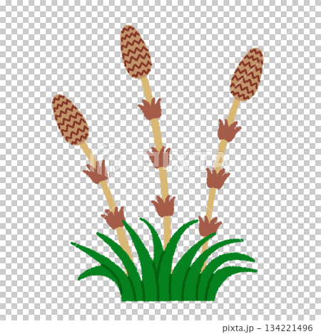 Tsukushi illustration 134221496