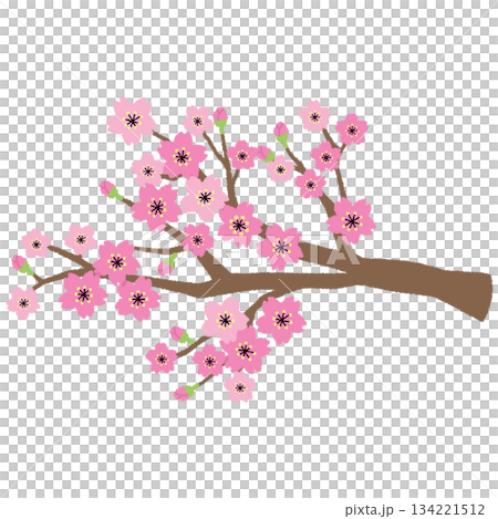 Illustration of cherry tree branch 134221512