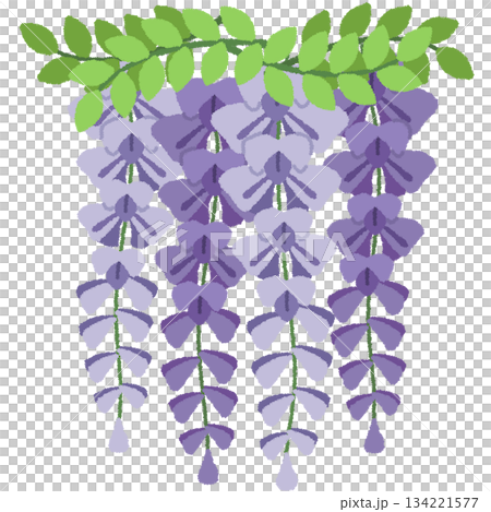 藤（フジ）の花のイラスト 134221577