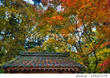 秋の剣神社 秋の剣神社 134221579