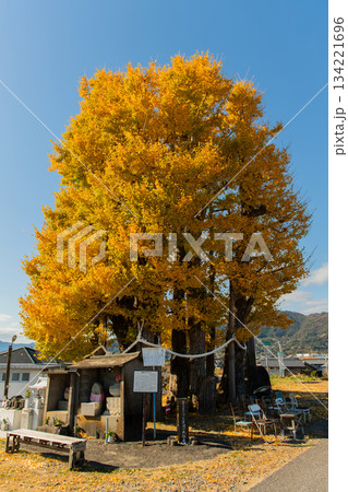 京間の大イチョウ 京間の大イチョウ 134221696