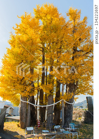 京間の大イチョウ 京間の大イチョウ 134221697