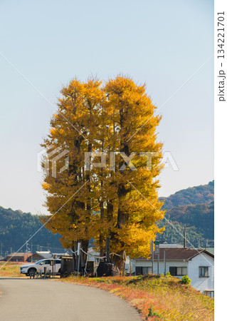 京間の大イチョウ 京間の大イチョウ 134221701