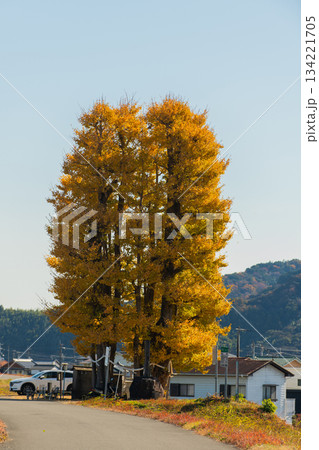 京間の大イチョウ 134221705