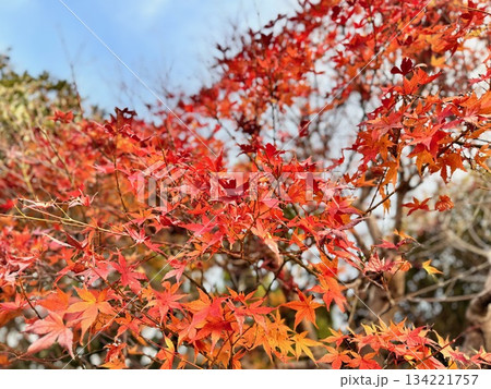 秋真っ盛り 紅葉 秋真っ盛り 紅葉 134221757