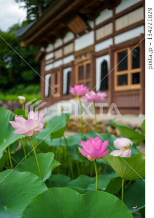 250717十日町市宝泉寺の二千年蓮 134221829