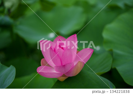 250717十日町市二千年蓮の里二ツ屋 134221838