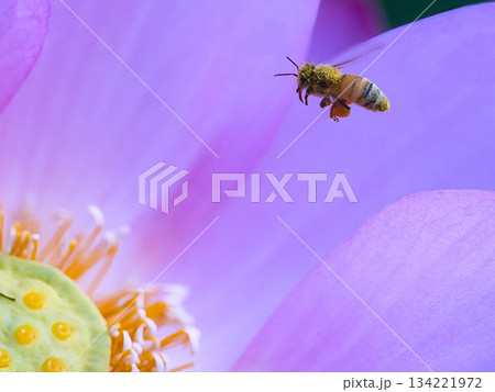 蜜を集めるミツバチ 蜜を集めるミツバチ 134221972