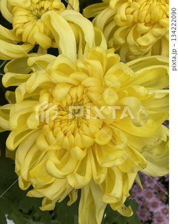 Chrysanthemum Flower Chrysanthemum Flower 134222090