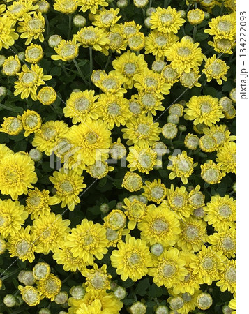 Chrysanthemum Flower Chrysanthemum Flower 134222093