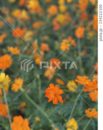 Marigold Flower Marigold Flower 134222100