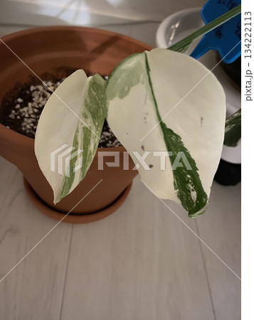 Variegated Monstera Albo 134222113