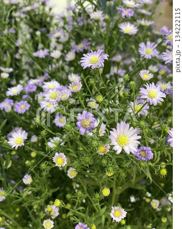 Purple Flower Bloom 134222115