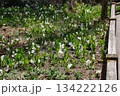 自然園に広がる湿原の木道から眺める見ごろを迎えたミズバショウ(水芭蕉)の群生の様子(初夏の戸隠高原) 134222126