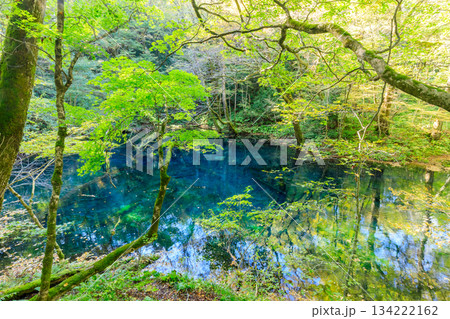 秋の沸壺の池　青森県西津軽郡 134222162