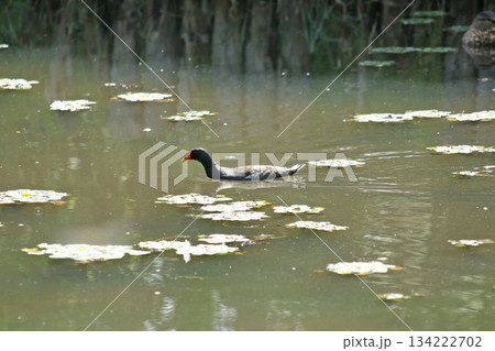 バン 鷭 Gallinula chloropus 北海道の野鳥 バン 鷭 Gallinula chloropus 北海道の野鳥 134222702
