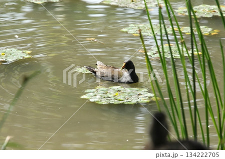 バン　鷭　Gallinula chloropus　北海道の野鳥 134222705