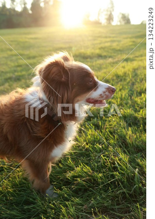 Brown and white dog is standing in a grassy field Brown and white dog is standing in a grassy field 134223249