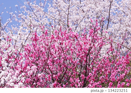 紅白の美しい桃の花 紅白の美しい桃の花 134223251