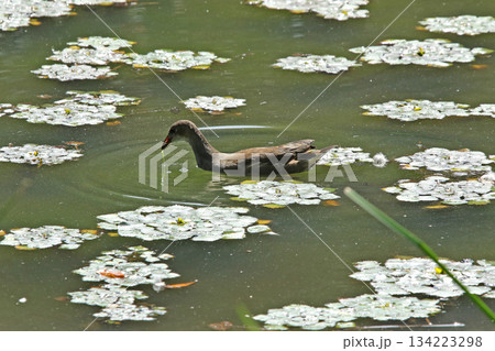 水草を食べるバンの幼鳥　バン　鷭　Gallinula chloropus　北海道の野鳥 134223298