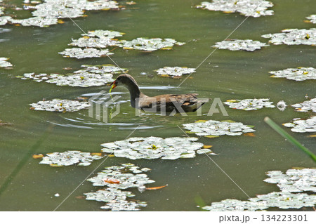 水草を食べるバンの幼鳥　バン　鷭　Gallinula chloropus　北海道の野鳥 134223301