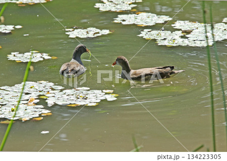 水草を食べるバンの幼鳥　バン　鷭　Gallinula chloropus　北海道の野鳥 134223305