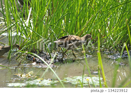 バンの幼鳥　バン　鷭　Gallinula chloropus　北海道の野鳥 134223912
