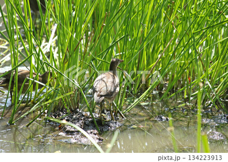 バンの幼鳥 バン 鷭 Gallinula chloropus 北海道の野鳥 バンの幼鳥 バン 鷭 Gallinula chloropus 北海道の野鳥 134223913