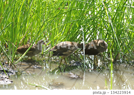 バンの幼鳥 バン 鷭 Gallinula chloropus 北海道の野鳥 バンの幼鳥 バン 鷭 Gallinula chloropus 北海道の野鳥 134223914