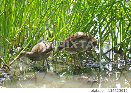 バンの幼鳥　バン　鷭　Gallinula chloropus　北海道の野鳥 134223915