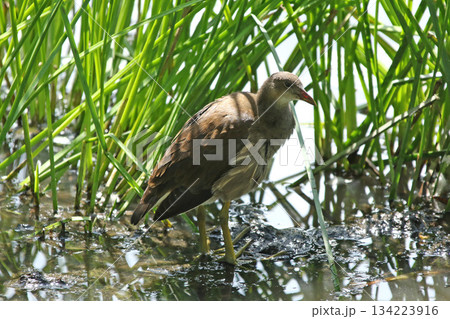 バンの幼鳥　バン　鷭　Gallinula chloropus　北海道の野鳥 134223916